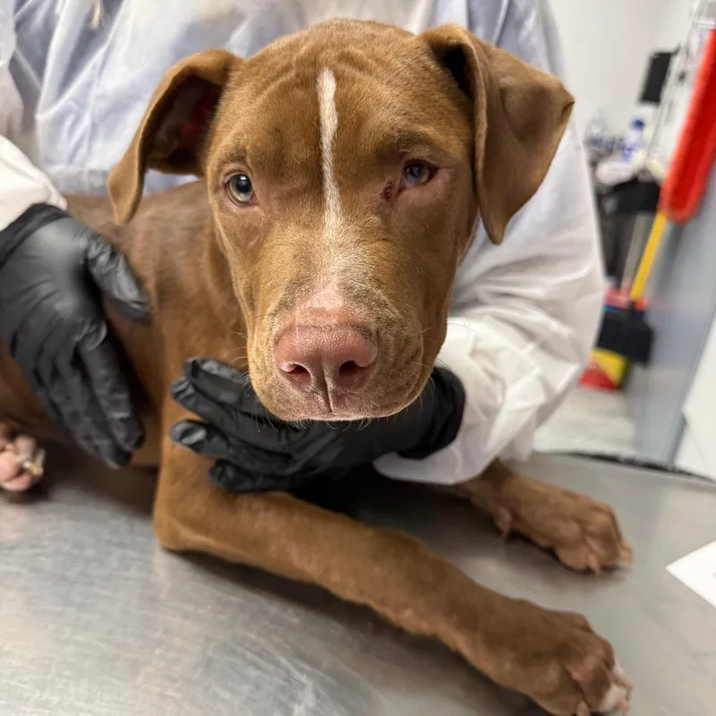 A baby small-sized male Mixed Breed dog named Grizzly for adoption in Greenville, SC