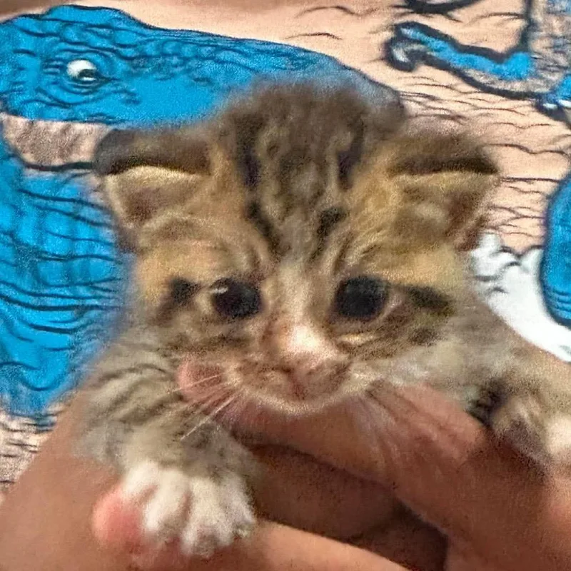 A baby small-sized male Orange / Red Domestic Short Hair cat named Kit for adoption in Parrish, AL