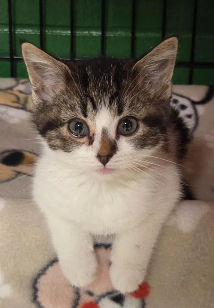 A baby medium-sized male Domestic Short Hair cat named Hubba Bubba for adoption in Olean, NY