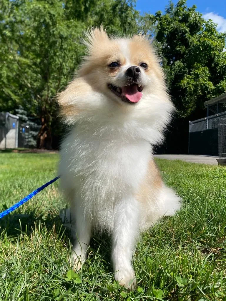 An adult small-sized female Pomeranian dog named Dolly Pomton for adoption in Fall River, MA