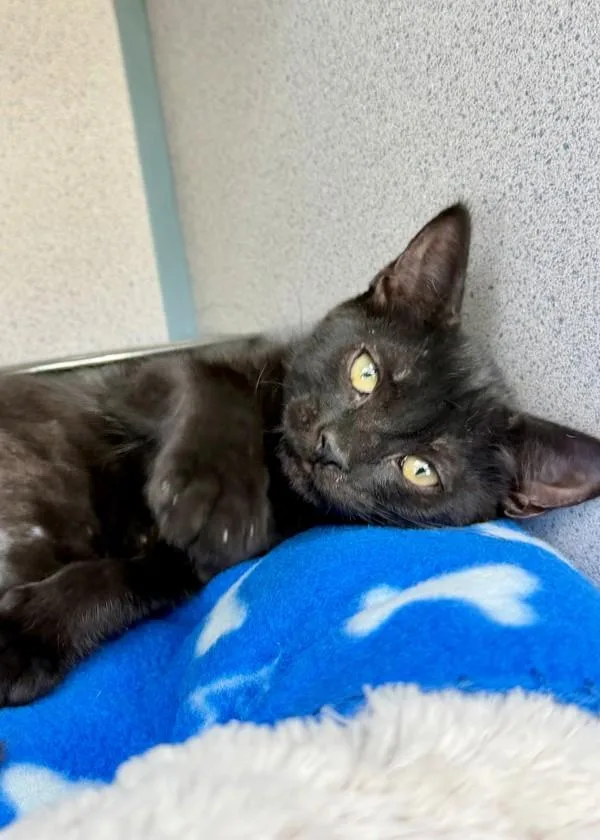 A baby small-sized female Domestic Short Hair cat named HocusPocus for adoption in Skillman, NJ