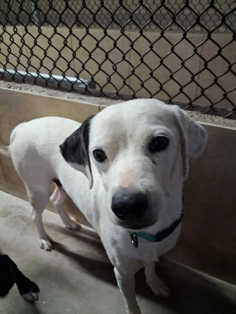 A senior medium-sized male White / Cream Chihuahua dog named Earbud for adoption in Phoenix, AZ