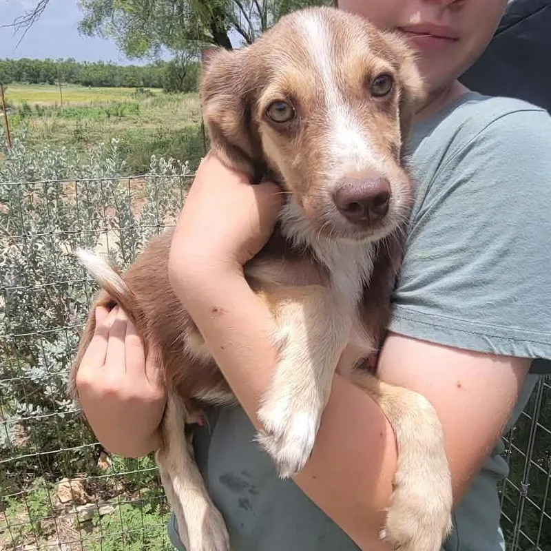 A baby small-sized male Australian Shepherd dog named Tate for adoption in Pearsall, TX