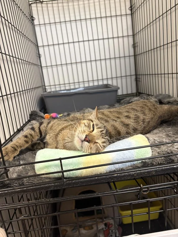 An adult large-sized male Domestic Short Hair cat named Kingston for adoption in Fort collins, CO