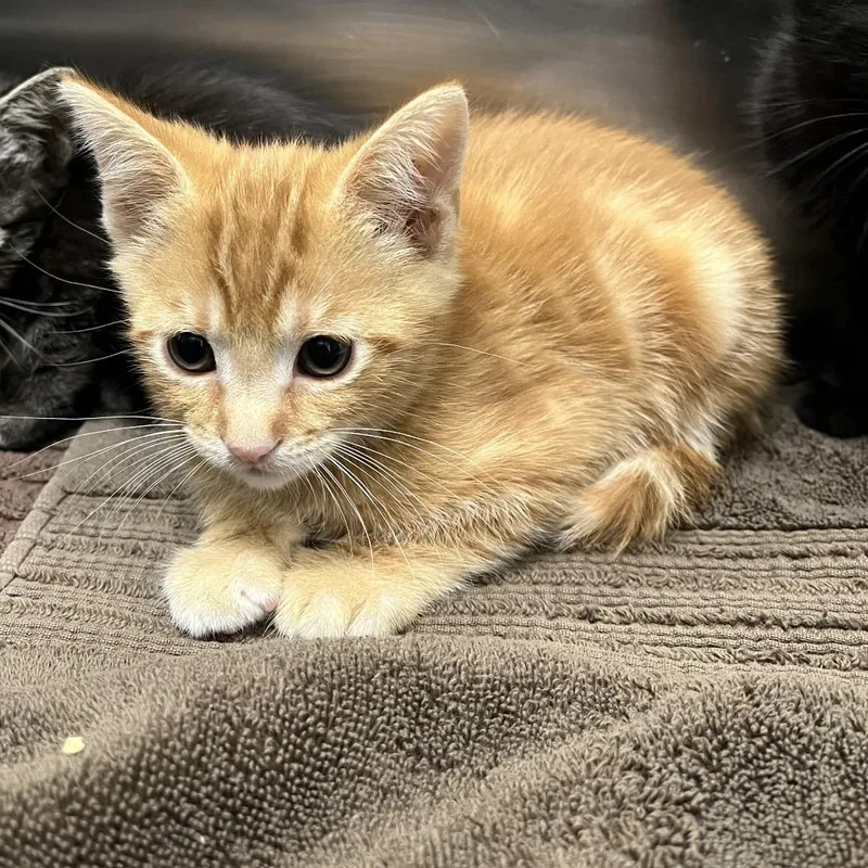 A baby small-sized male Orange / Red Domestic Short Hair cat named Sleepy for adoption in Long Beach, CA