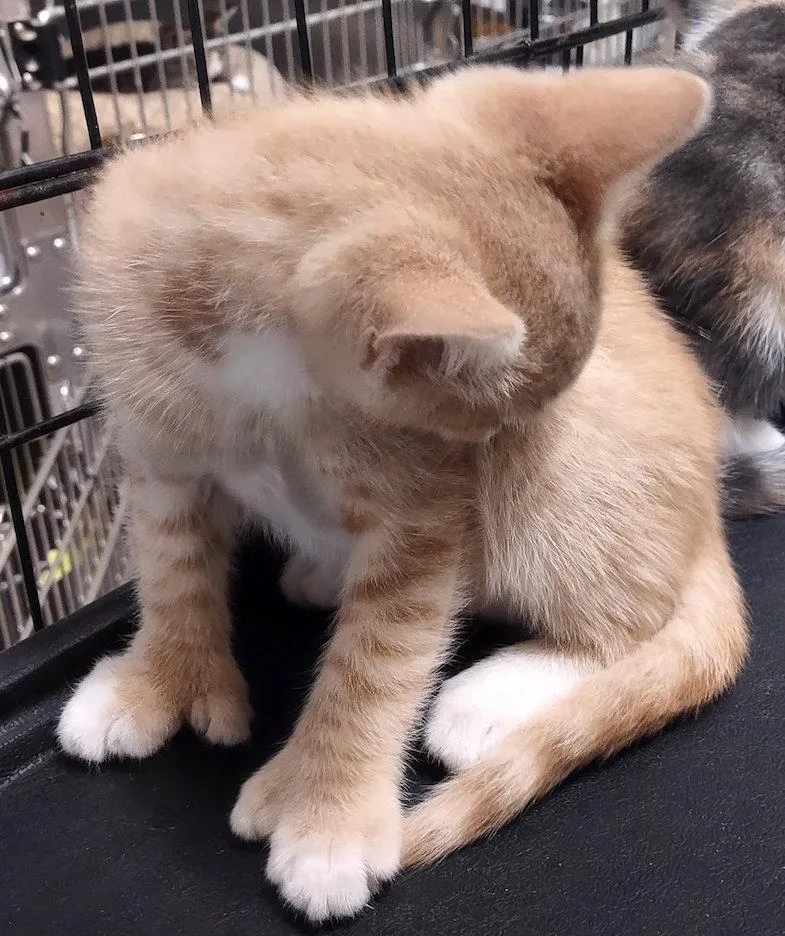 A baby medium-sized male Orange & White Domestic Short Hair cat named Oleander for adoption in Albemarle, NC