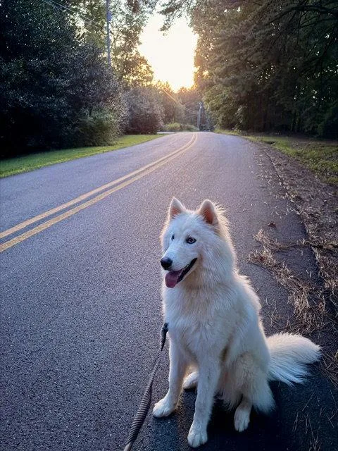 A young large-sized male Siberian Husky dog named Yuki for adoption in Cumming, GA