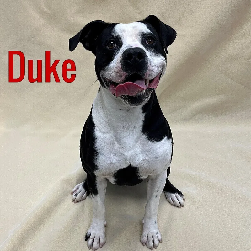Duke