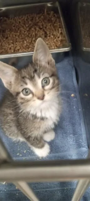 A baby small-sized male Domestic Short Hair cat named Caleb for adoption in Albuquerque, NM