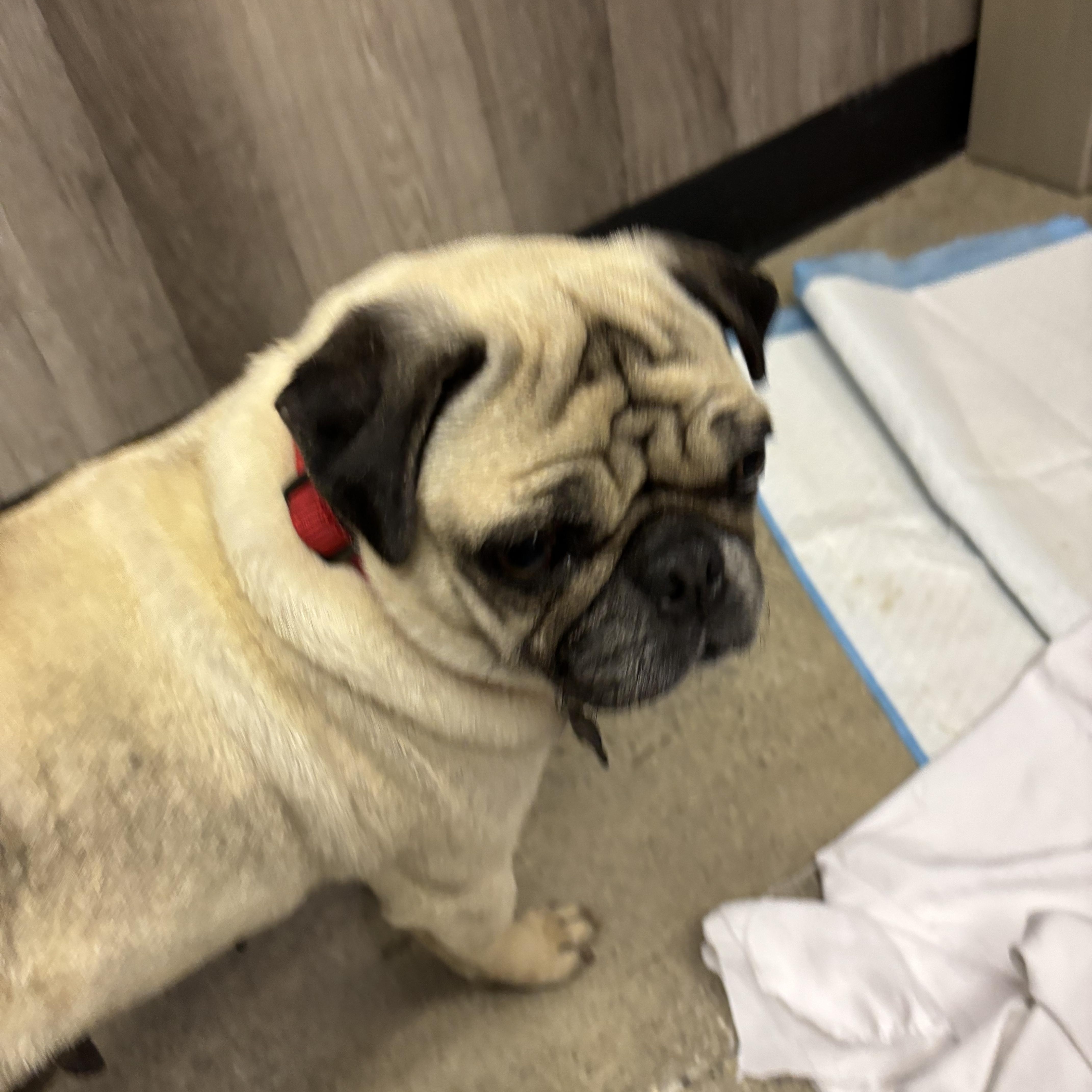 Presley Grace thumbnail 2