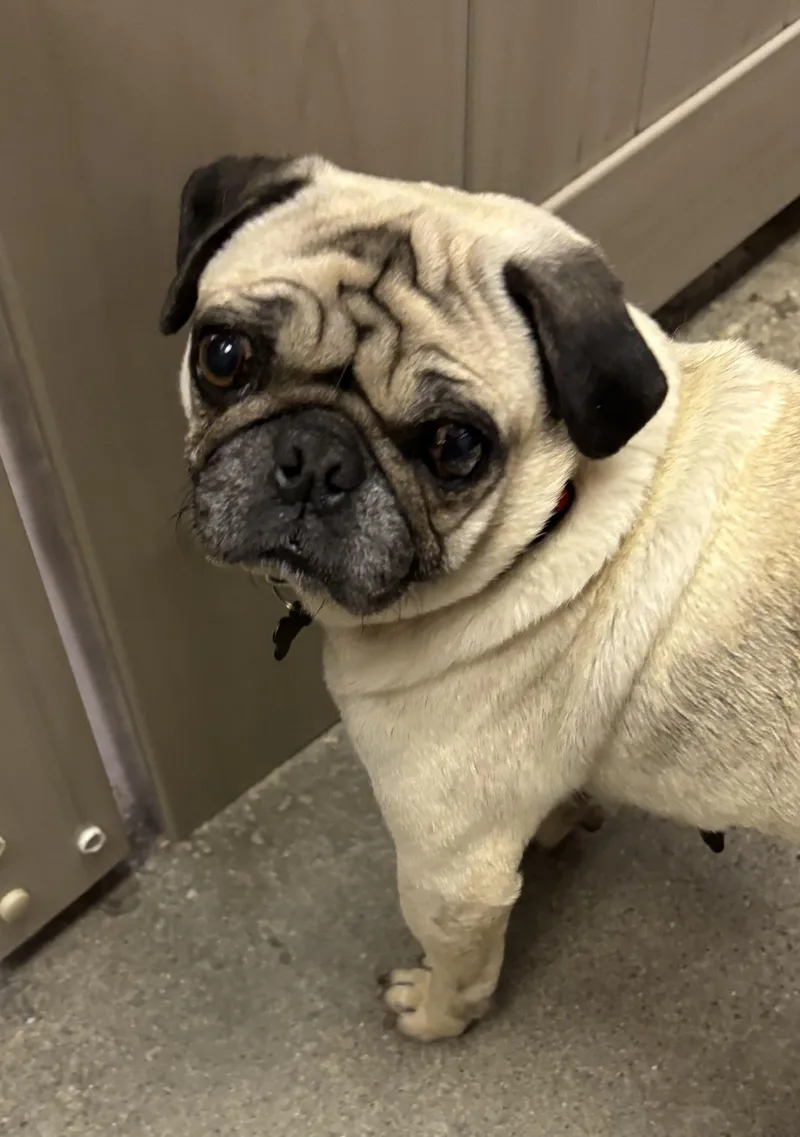 An adult small-sized female Yellow / Tan / Blond / Fawn Pug dog named Presley Grace for adoption in Thousand Oaks, CA