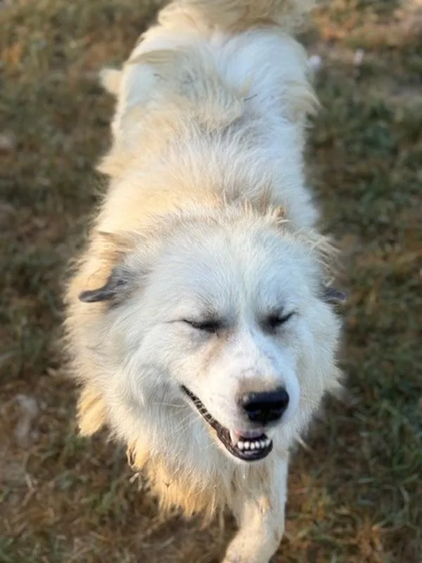 An adult extra large-sized male Great Pyrenees dog named Apollo for adoption in Campbellsville, KY