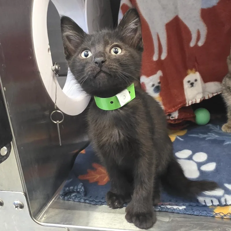 A baby small-sized female Black Domestic Short Hair cat named Puppy for adoption in Fort Wayne, IN