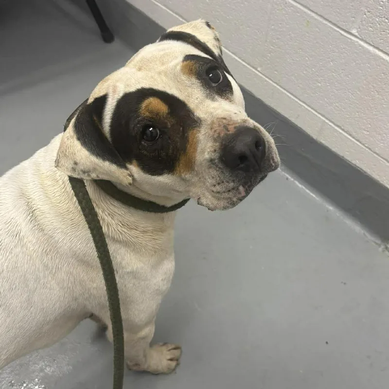 An adult medium-sized female White / Cream Pit Bull Terrier dog named Hope for adoption in Rocky Mount, VA