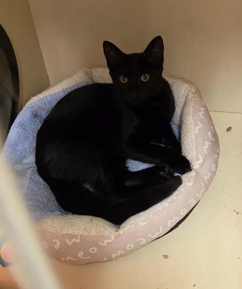 A baby medium-sized male Domestic Short Hair cat named Sidney for adoption in Windsor, CT
