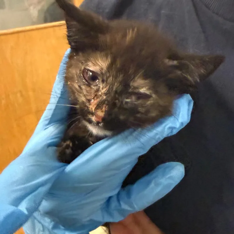 A baby small-sized female Tortoiseshell Domestic Medium Hair cat named Mirabel for adoption in Charleston, WV