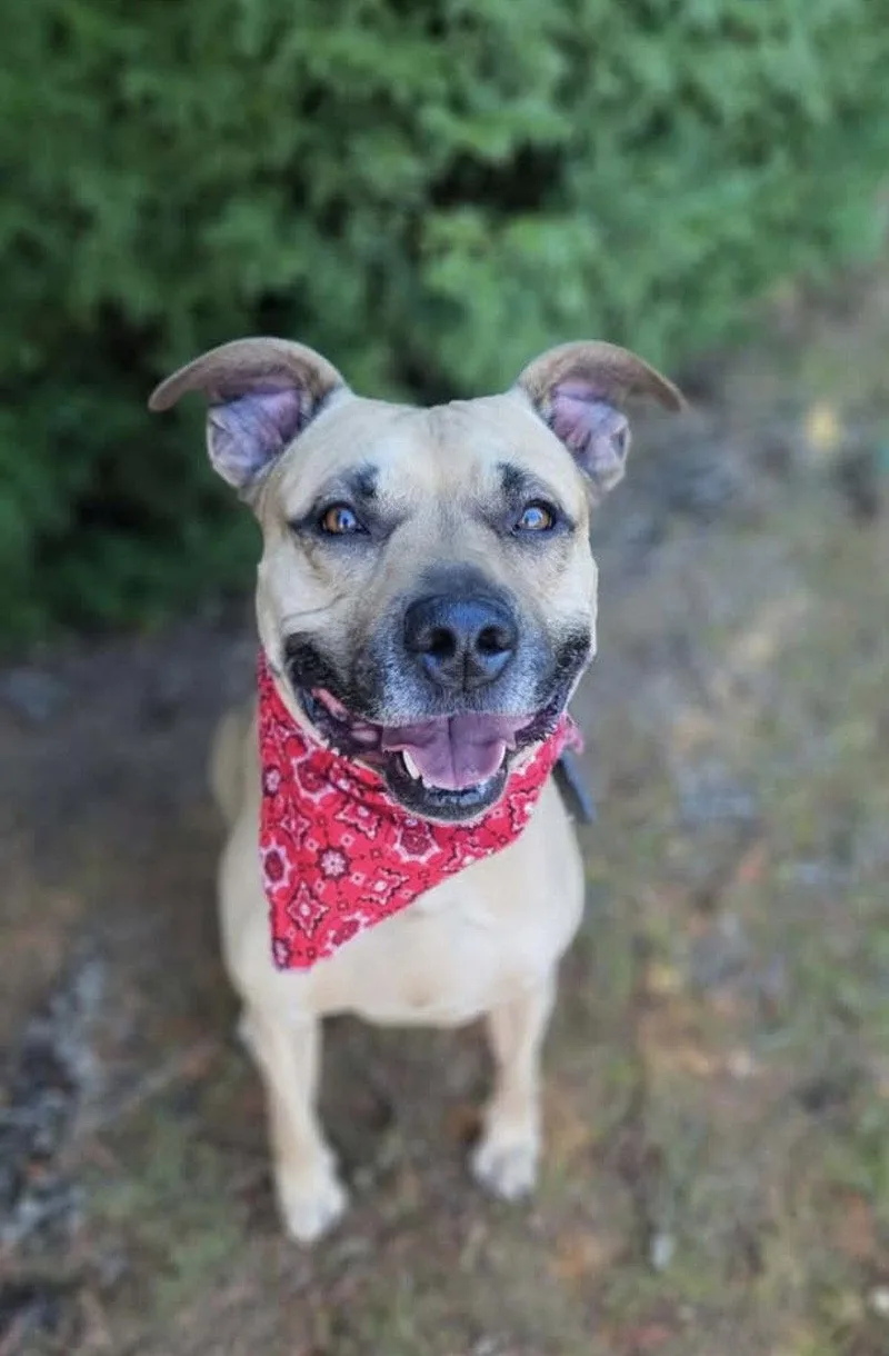 An adult medium-sized male Pit Bull Terrier dog named Lucky for adoption in Herndon, VA