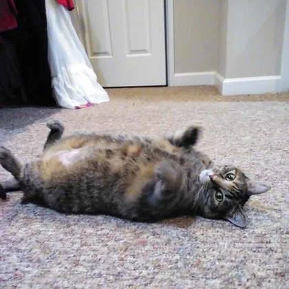 An adult small-sized female Black Domestic Short Hair cat named Sundae for adoption in Atlanta, GA