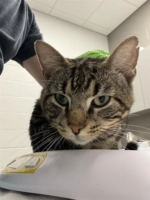 A young small-sized male Domestic Short Hair cat named Leo for adoption in Indianapolis, IN