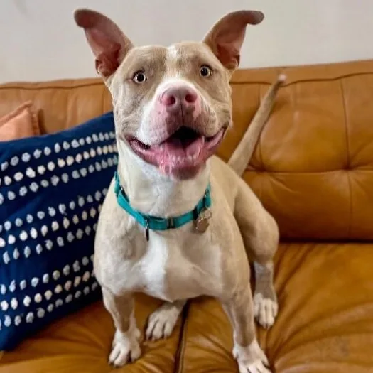 A young medium-sized male White / Cream American Staffordshire Terrier dog named Rocco Bullwinkle The Sweet for adoption in Friendswood, TX