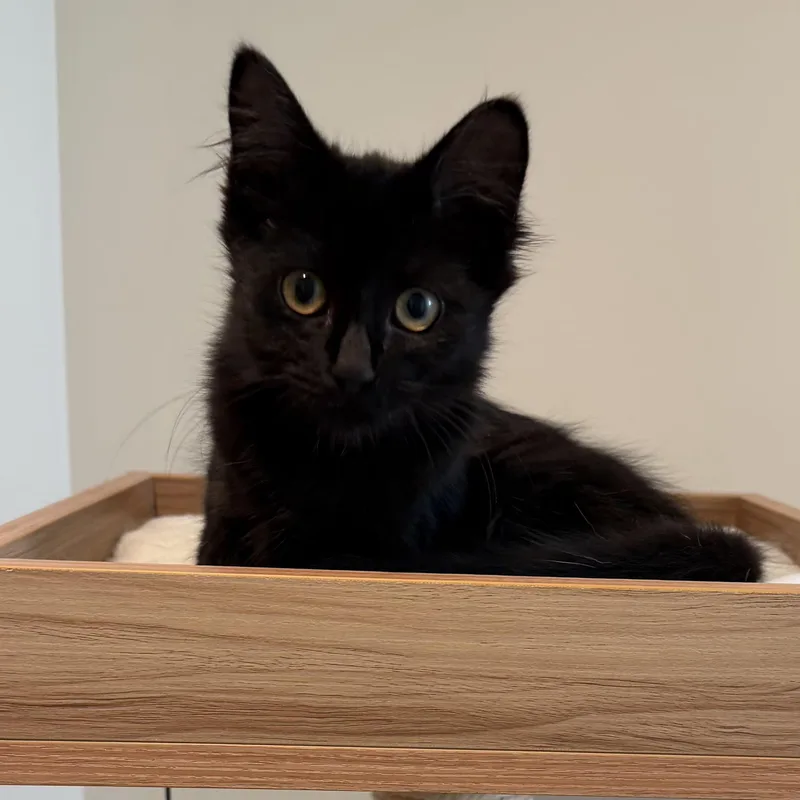 Kora