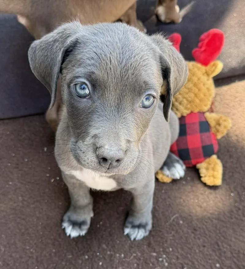 Pewter