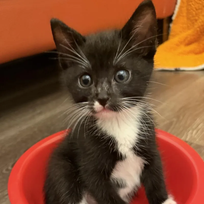 A baby small-sized male Black Domestic Medium Hair cat named Sunny for adoption in Pleasanton, CA