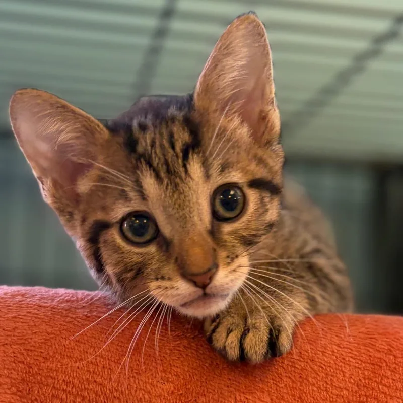 A baby small-sized male Brown / Chocolate Domestic Short Hair cat named Gary for adoption in Morrisville, VT