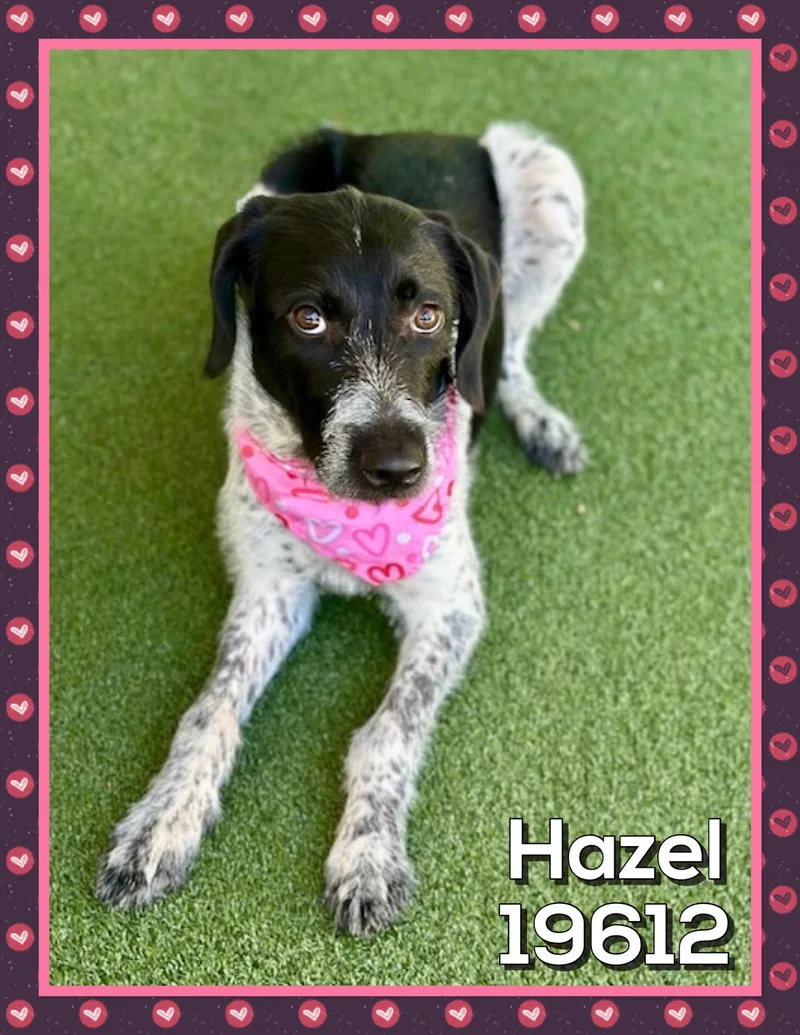 A young medium-sized female Black Pointer dog named Hazel for adoption in Marietta, GA