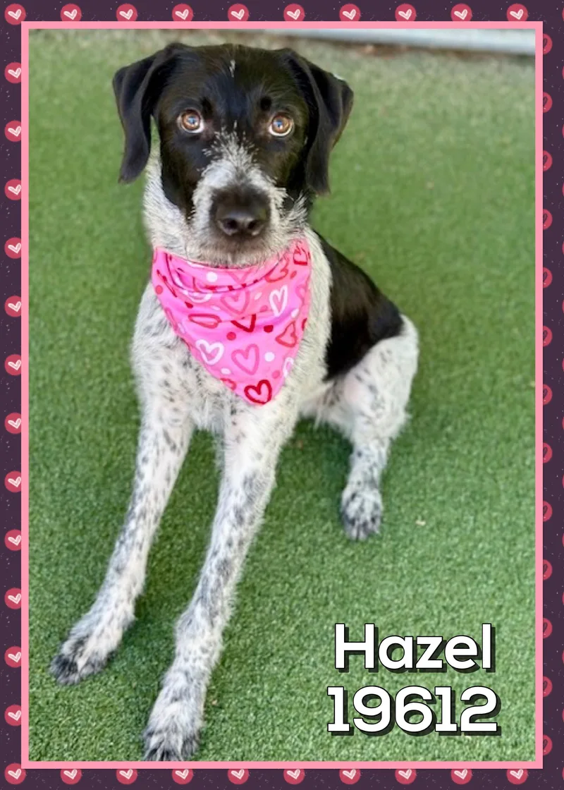 Hazel thumbnail 2