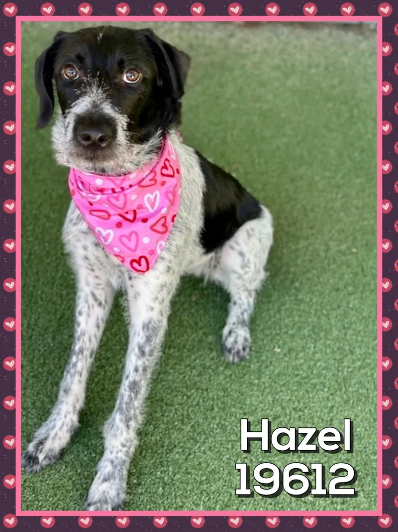 Hazel thumbnail 3