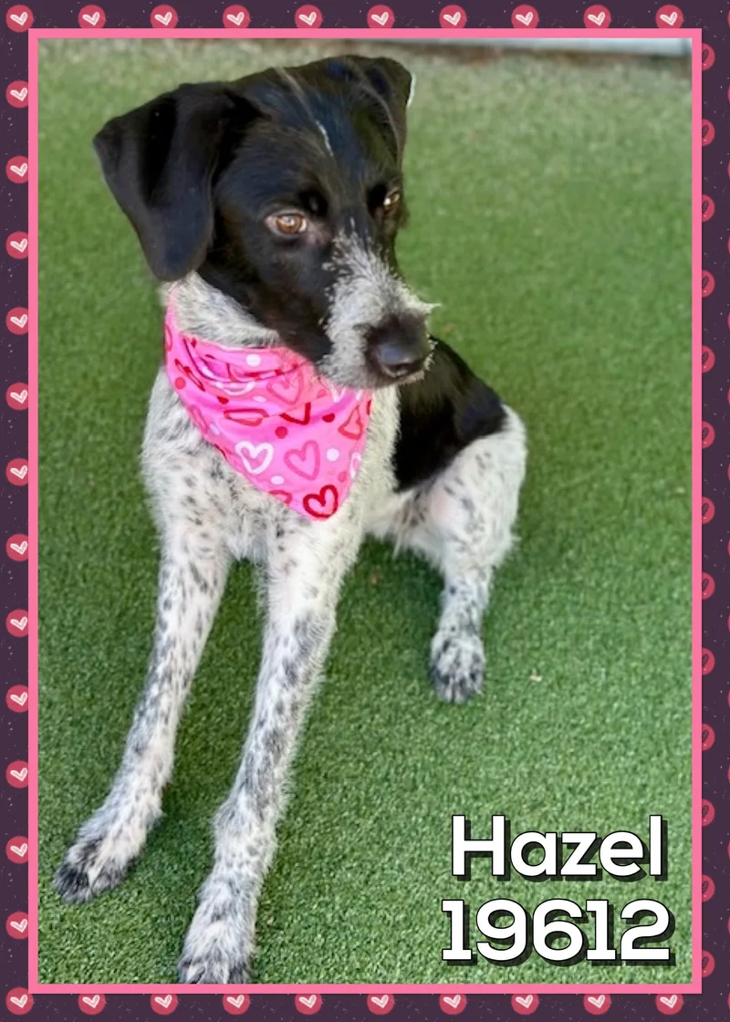 Hazel thumbnail 4