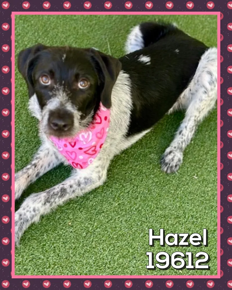 Hazel thumbnail 5