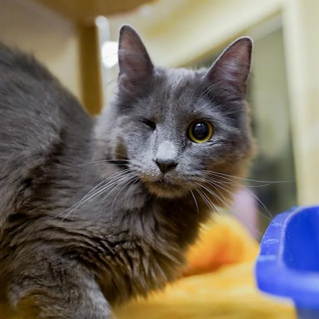 A young medium-sized male Domestic Long Hair cat named Boss for adoption in Sacramento, CA