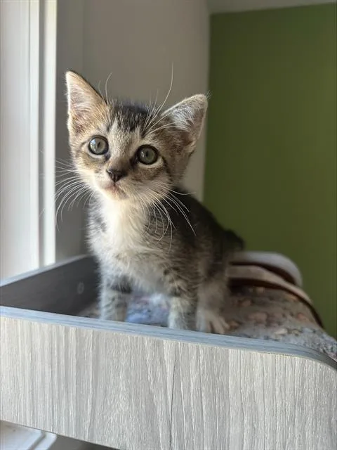 A baby small-sized male Domestic Short Hair cat named Camille for adoption in Santa Cruz, CA