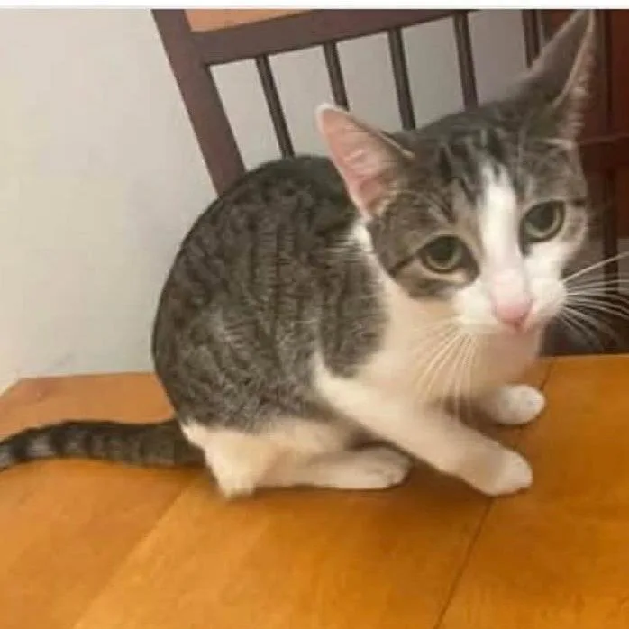 An adult medium-sized female White Domestic Short Hair cat named Emily for adoption in Minneapolis, MN