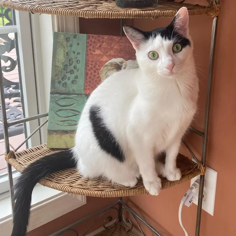 An adult large-sized female White Domestic Short Hair cat named Jasmine for adoption in Berkeley Springs, WV