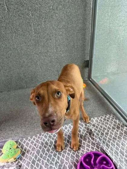 A young medium-sized male Red / Chestnut / Orange Mixed Breed dog named Nate for adoption in Hamilton, MT