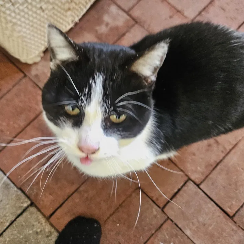 An adult large-sized female Domestic Short Hair cat named Chloe for adoption in Rochester, MN