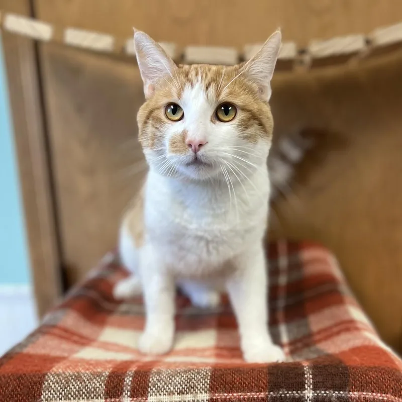 An adult medium-sized male Orange / Red Domestic Short Hair cat named Gerald for adoption in Fargo, ND