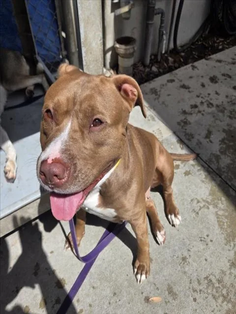 A young large-sized female Pit Bull Terrier dog named Conchita for adoption in Los Angeles, CA