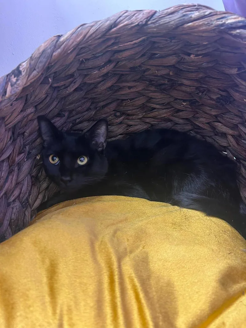 An adult medium-sized male Black Domestic Short Hair cat named Snoop Dog for adoption in Roosevelt, UT