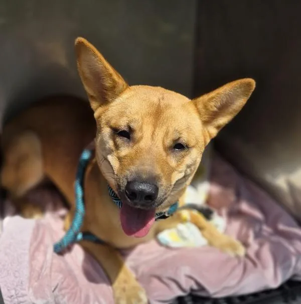 A young medium-sized female Terrier dog named Pen for adoption in Lawrenceville, GA