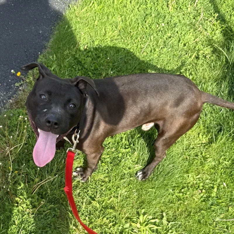 An adult medium-sized male Black Mixed Breed dog named Qilin for adoption in Pittsburgh, PA