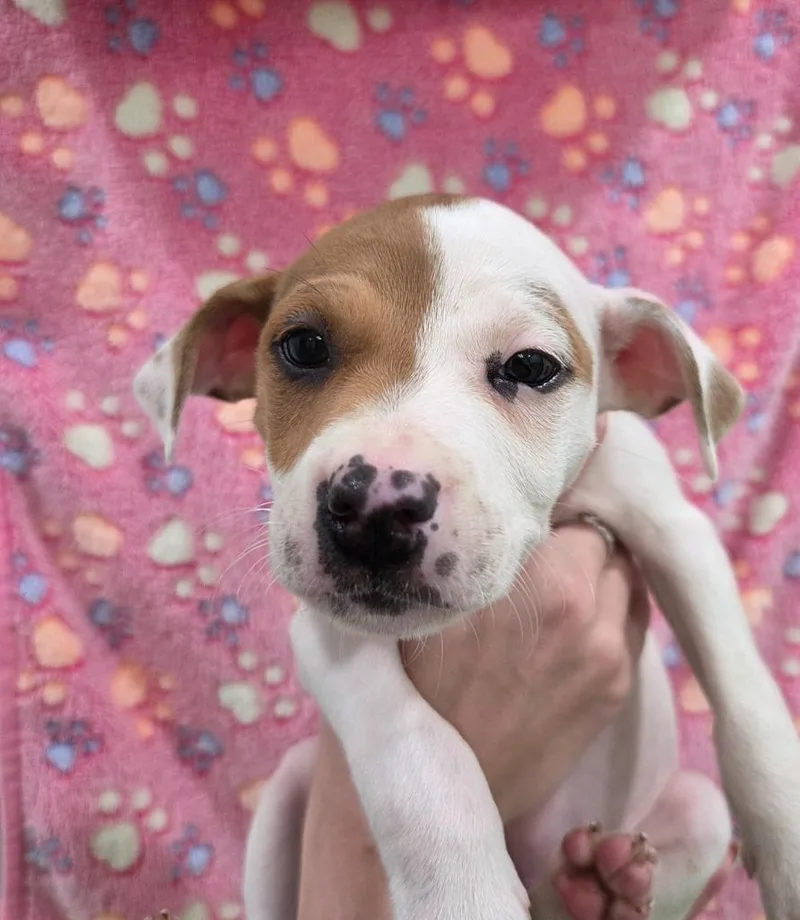 A baby small-sized female Chihuahua dog named Carole for adoption in Brookings, OR