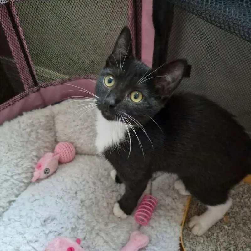 A baby small-sized female Black Domestic Short Hair cat named Rookie for adoption in Lutz, FL