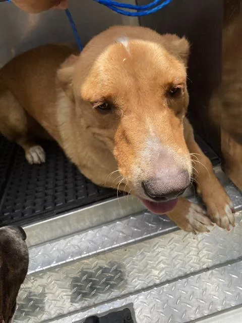A young large-sized male Mixed Breed dog named Market for adoption in Dallas, TX