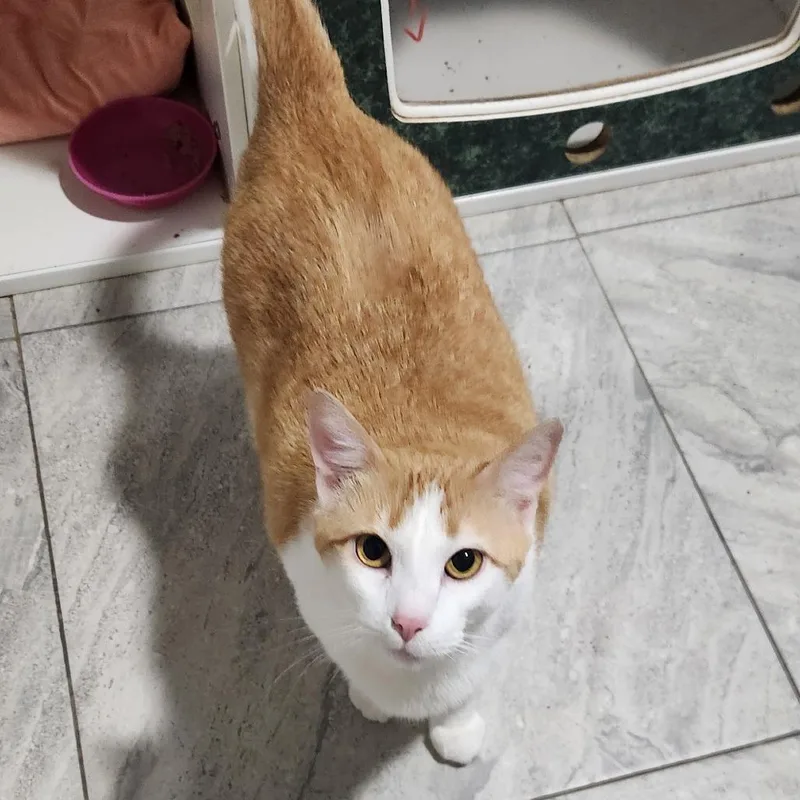 An adult large-sized female Domestic Short Hair cat named Rose for adoption in Brighton, MO