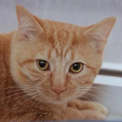 A young medium-sized male Orange & White Domestic Short Hair cat named Jerry for adoption in Hilliard, OH