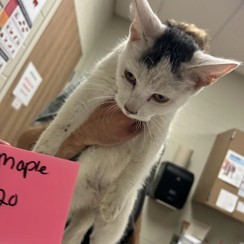 A young small-sized male White Domestic Short Hair cat named Ontario for adoption in Bristol, IN